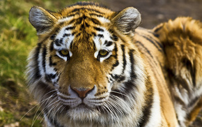 tiger, animals, predator
