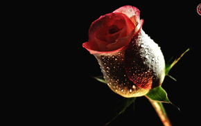 flowers, stunner