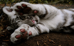 animals, fence, tiger