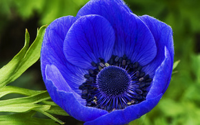 stunner, flowers