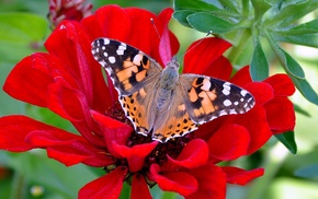 flowers, stunner