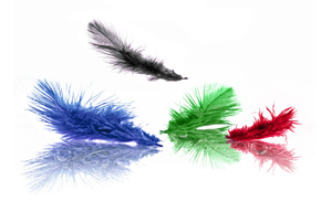 feathers, color, black, green, blue