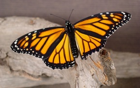 macro, animals, butterfly, tree