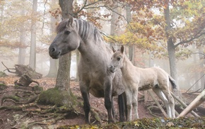 animals, trees, forest, horse