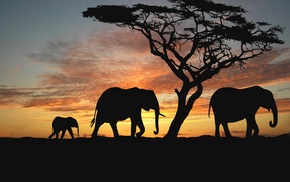 elephants, trees, evening, animals