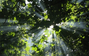 nature, forest, rays