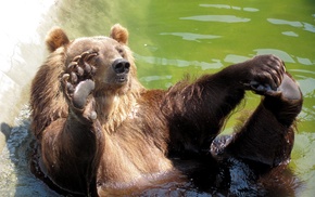 bear, swimming pool, animals