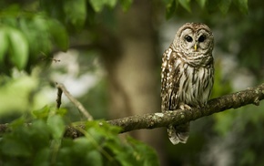 owl, animals, forest, branch