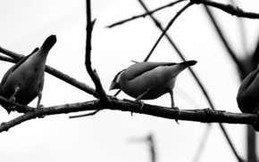 birds, animals, gray, branch
