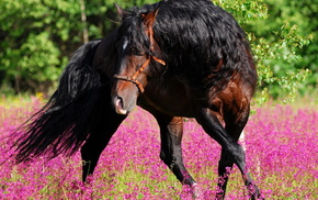 nature, animals, flowers