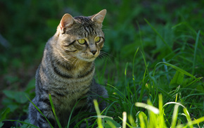 animals, eyes, grass