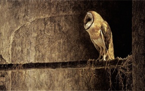 owl, background, animals, bird, tree