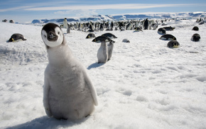 snow, animals