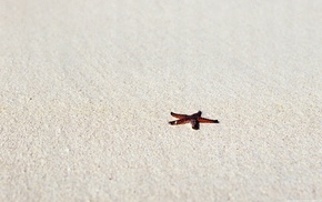 beach, star, minimalism