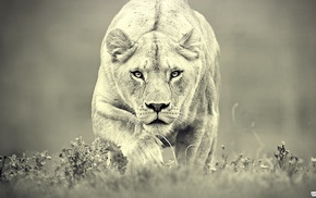 animals