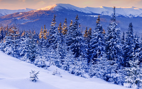 trees, snow, sunset, winter, evening