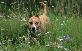 animals, flowers, dog, summer