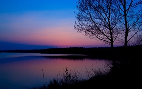 forest, blue, dawn, nature, pink