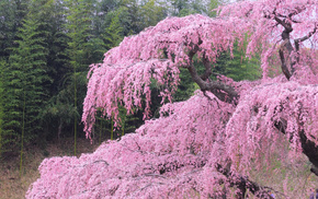 flowers, spring