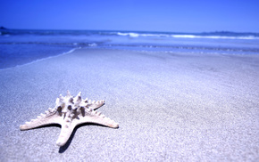 sand, water, star, macro, sea