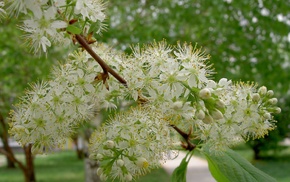 spring, flowers