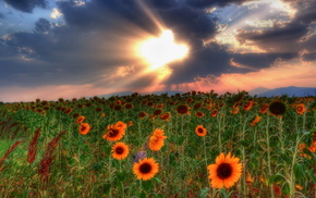 sky, sunset, nature, field, clouds