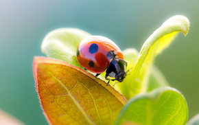 macro