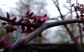 branch, spring
