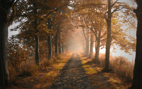 road, autumn, nature, trees