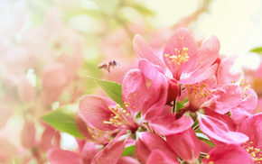 spring, flowers