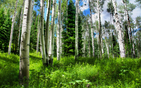 Russia, nature, sky, forest, grass