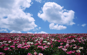 horizon, clouds, field, flowers
