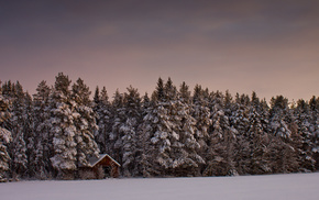 forest, winter