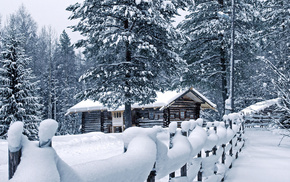 winter, forest