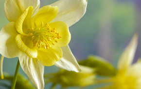 flowers, spring