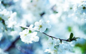 images, wallpaper, spring, flowers