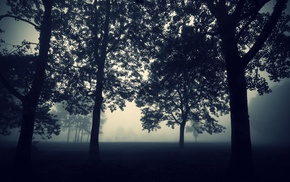 nature, evening, trees, mist