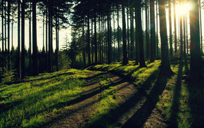 trees, evening, Sun, forest, nature