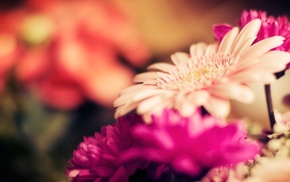 macro, flowers