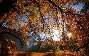 leaves, tree, nature, Sun, autumn