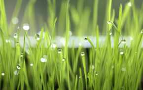 grass, macro, morning, dew, drops