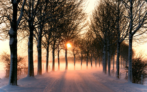 light, winter, Sun, trees, nature
