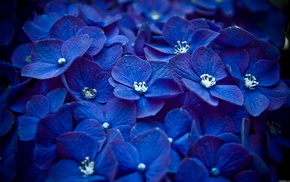 blue, flowers, petals, macro
