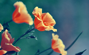 macro, poppies, color, flowers, nature