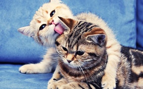 kittens, tenderness, animals