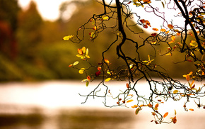 branch, nature, autumn, foliage