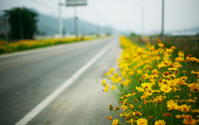 road, macro, yellow flowers