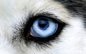 animals, wolf