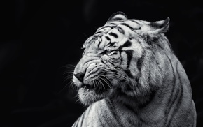 tiger, animals, albino, cat