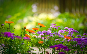 flowers, greenery, macro, background